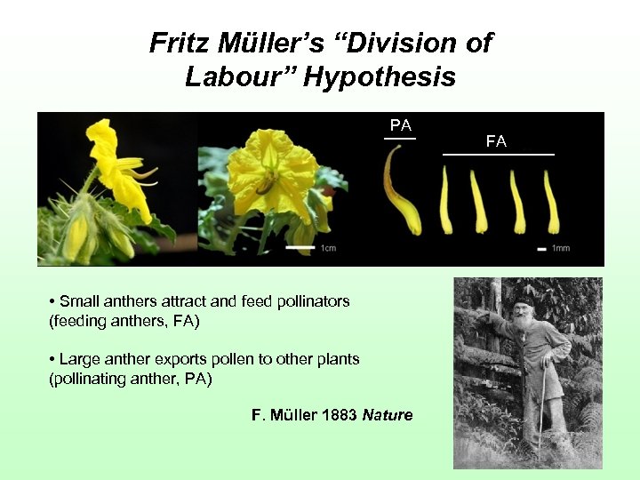 Fritz Müller’s “Division of Labour” Hypothesis PA • Small anthers attract and feed pollinators