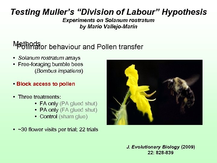 Testing Muller’s “Division of Labour” Hypothesis Experiments on Solanum rostratum by Mario Vallejo-Marín Methods