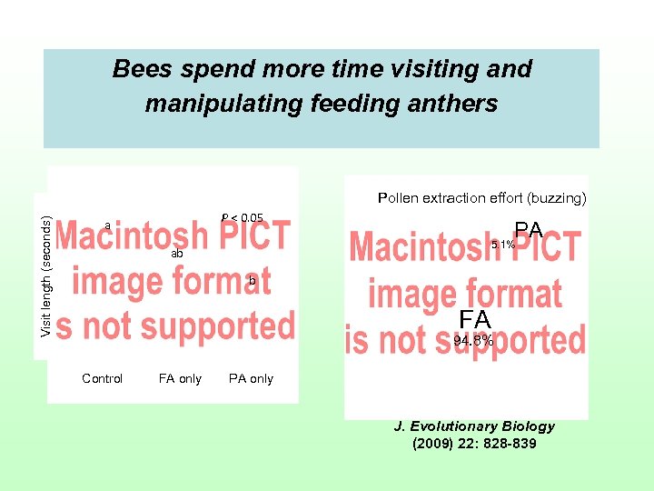 Bees spend more time visiting and manipulating feeding anthers Visit length (seconds) Pollen extraction