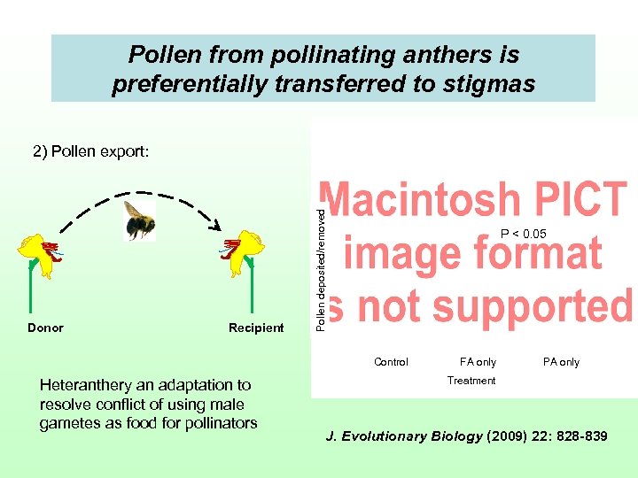 Pollen from pollinating anthers is preferentially transferred to stigmas Donor Recipient Pollen deposited/removed 2)