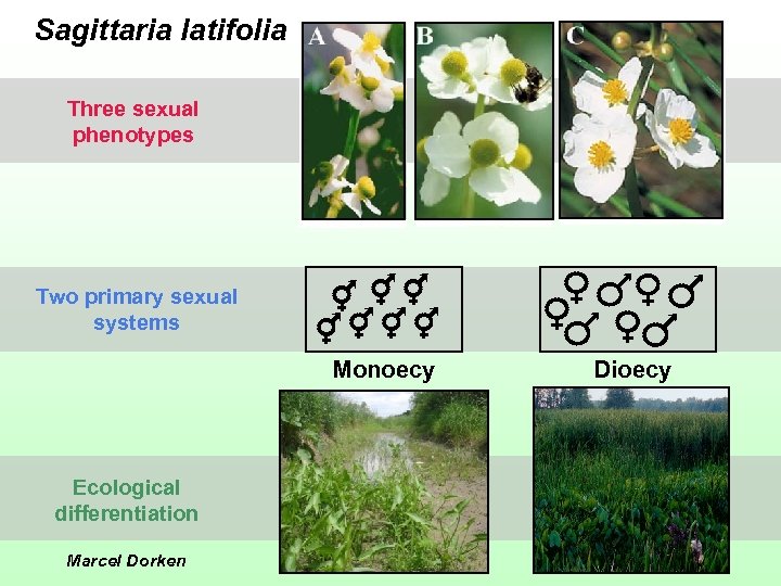 Sagittaria latifolia Three sexual phenotypes Two primary sexual systems Monoecy Ecological differentiation Marcel Dorken