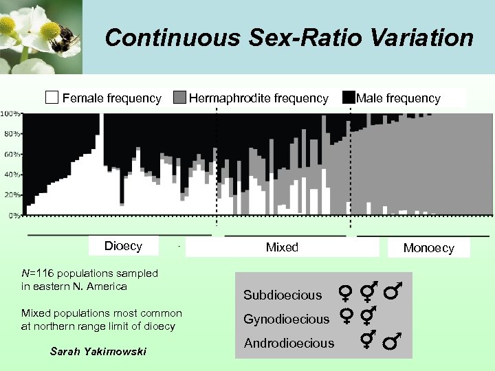 Continuous Sex-Ratio Variation Female frequency Dioecy N=116 populations sampled in eastern N. America Mixed