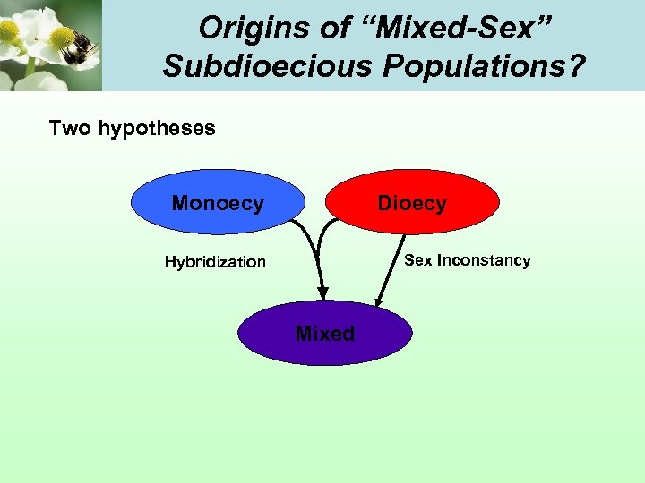 Origins of “Mixed-Sex” Subdioecious Populations? Two hypotheses Monoecy Dioecy Sex Inconstancy Hybridization Mixed 