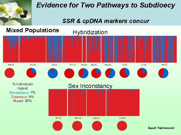 Evidence for Two Pathways to Subdioecy SSR & cp. DNA markers concur Mixed Populations