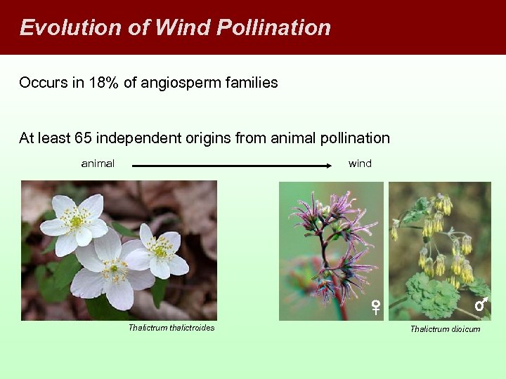 Evolution of Wind Pollination Occurs in 18% of angiosperm families At least 65 independent