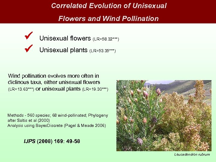 Correlated Evolution of Unisexual Flowers and Wind Pollination Unisexual flowers (LR=58. 32***) Unisexual plants