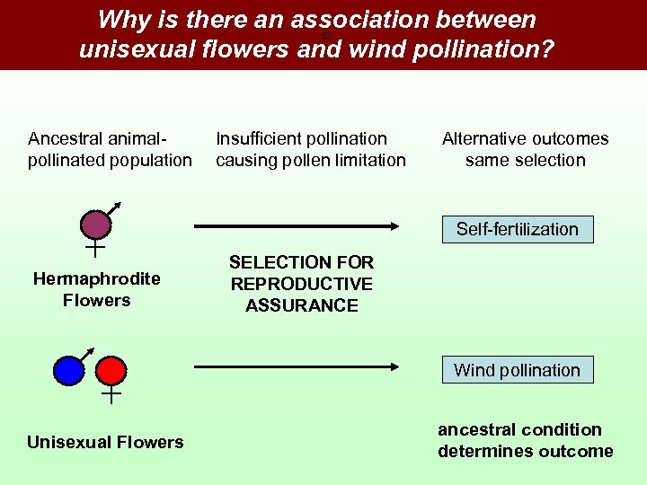 Why is there an association between unisexual flowers and wind pollination? Ancestral animalpollinated population