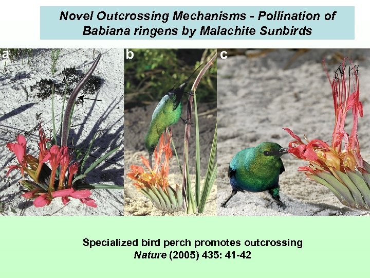 Novel Outcrossing Mechanisms - Pollination of Babiana ringens by Malachite Sunbirds Specialized bird perch