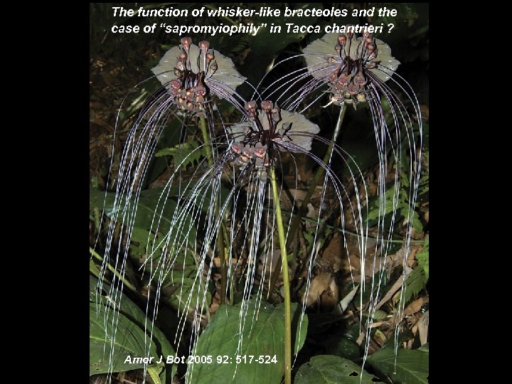 The function of whisker-like bracteoles and the case of “sapromyiophily” in Tacca chantrieri ?