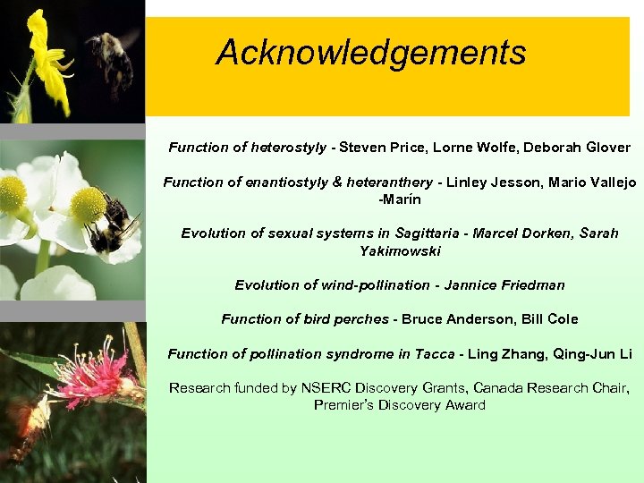 Acknowledgements Function of heterostyly - Steven Price, Lorne Wolfe, Deborah Glover Function of enantiostyly