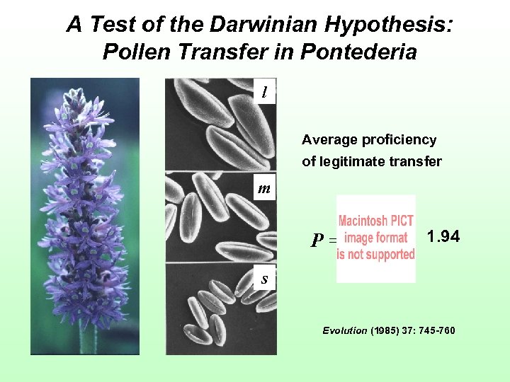 A Test of the Darwinian Hypothesis: Pollen Transfer in Pontederia l Average proficiency of