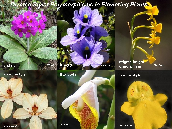 Diverse Stylar Polymorphisms in Flowering Plants distyly enantiostyly Wachendorfia Primula tristyly flexistyly Alpinia Eichhornia