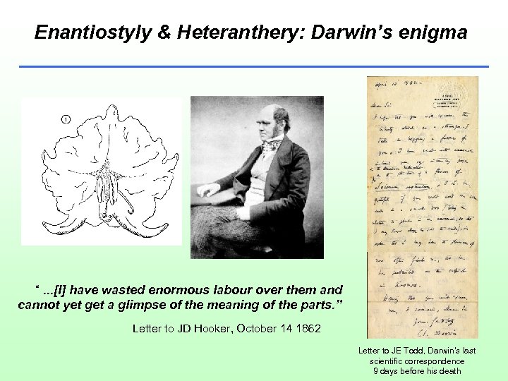 Enantiostyly & Heteranthery: Darwin’s enigma “. . . [I] have wasted enormous labour over