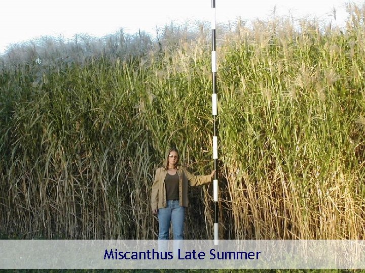 Miscanthus Late Summer Renewable and Appropriate Energy Laboratory - rael. berkeley. edu 