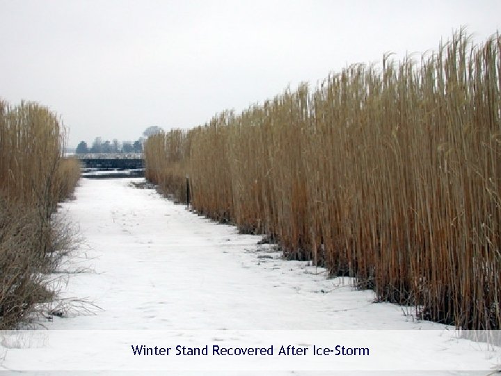 Winter Stand Recovered After Ice-Storm Renewable and Appropriate Energy Laboratory - rael. berkeley. edu