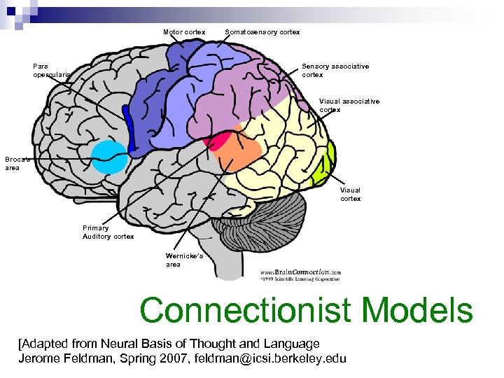 Motor cortex Somatosensory cortex Sensory associative cortex Pars opercularis Visual associative cortex Broca’s area
