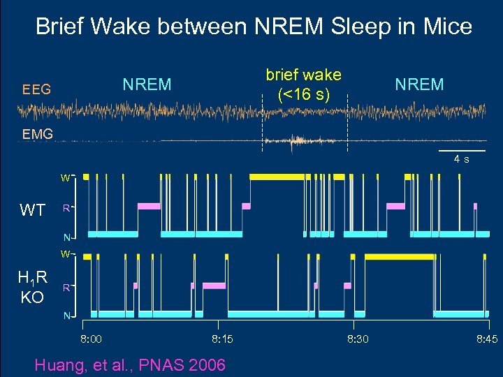 Brief Wake between NREM Sleep in Mice brief wake (<16 s) NREM EEG NREM