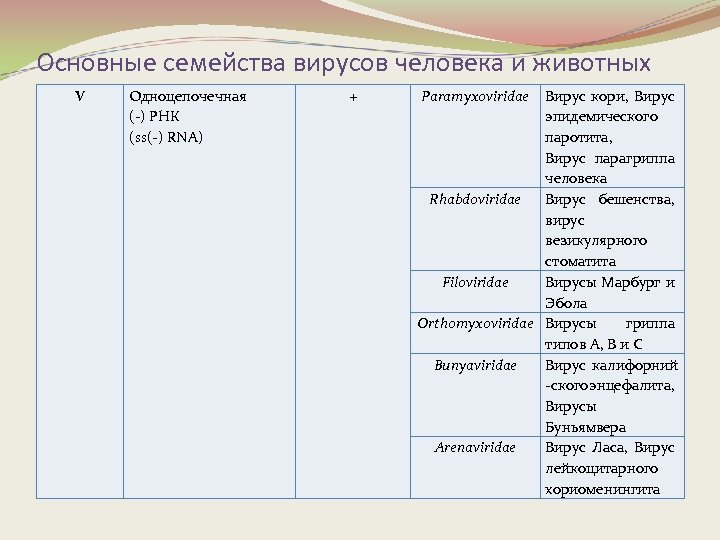 Основные семейства вирусов человека и животных V Одноцепочечная (-) РНК (ss(-) RNA) + Paramyxoviridae
