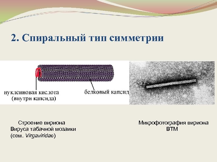 2. Спиральный тип симметрии Строение вириона Вируса табачной мозаики (сем. Virgaviridae) Микрофотография вириона ВТМ