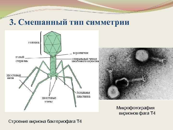 Смешанный тип