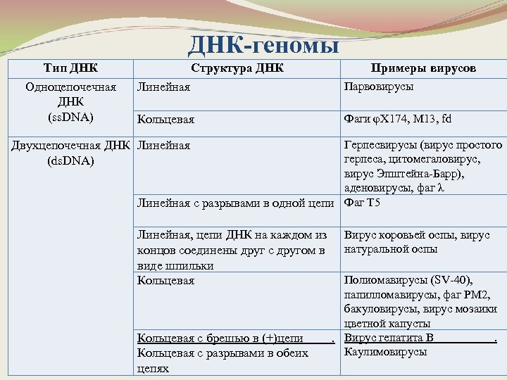 ДНК-геномы Тип ДНК Одноцепочечная ДНК (ss. DNA) Структура ДНК Примеры вирусов Линейная Парвовирусы Кольцевая