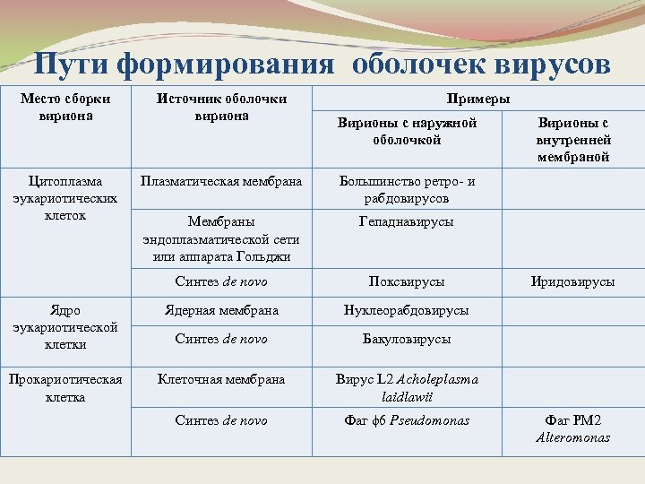 Пути формирования оболочек вирусов Место сборки вириона Источник оболочки вириона Примеры Цитоплазма эукариотических клеток