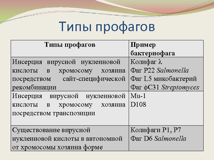Типы профагов Инсерция вирусной нуклеиновой кислоты в хромосому хозяина посредством сайт-специфической рекомбинации Инсерция вирусной