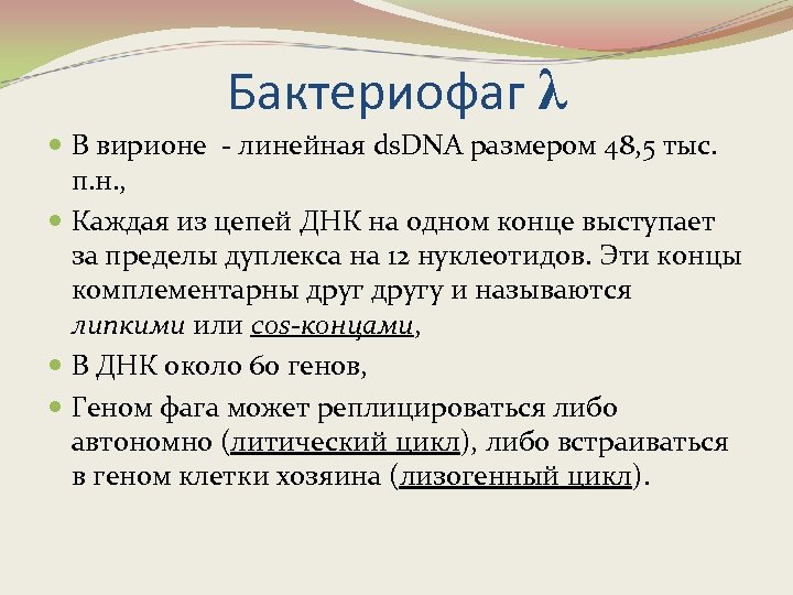 Бактериофаг λ В вирионе - линейная ds. DNA размером 48, 5 тыс. п. н.