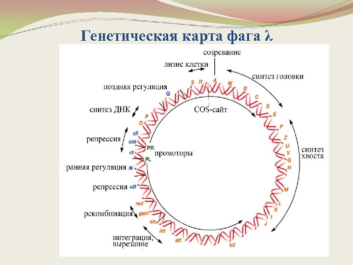 Ранние гены фага лямбда