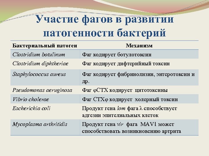 Участие фагов в развитии патогенности бактерий Бактериальный патоген Механизм Clostridium botulinum Фаг кодирует ботулотоксин