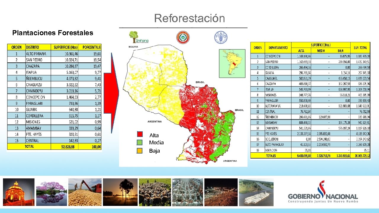 Reforestación Plantaciones Forestales Alta Media Baja 