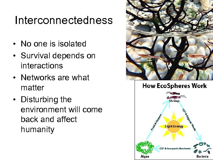 Interconnectedness • No one is isolated • Survival depends on interactions • Networks are