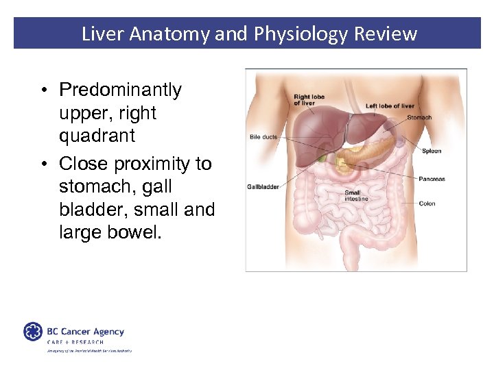 Liver Anatomy and Physiology Review • Predominantly upper, right quadrant • Close proximity to