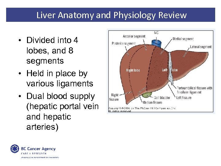 Liver Anatomy and Physiology Review • Divided into 4 lobes, and 8 segments •