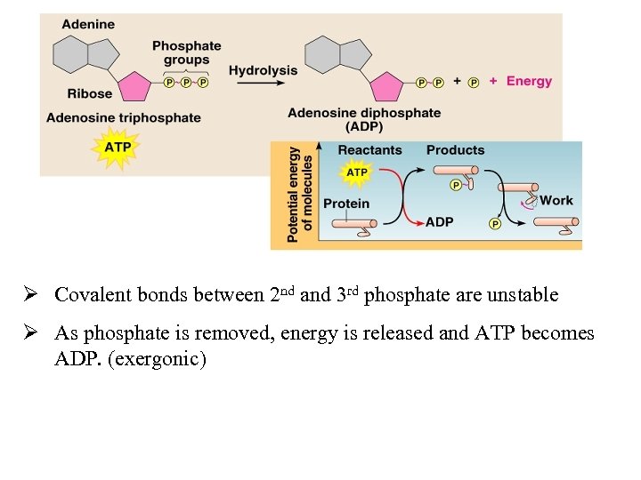 b. ATP Ø Covalent bonds between 2 nd and 3 rd phosphate are unstable