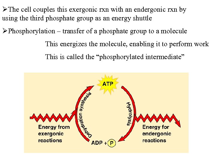 ØThe cell couples this exergonic rxn with an endergonic rxn by using the third