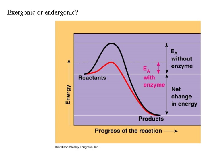 Exergonic or endergonic? 