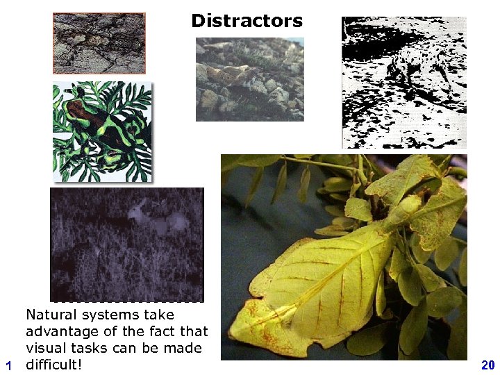 Distractors Natural systems take advantage of the fact that visual tasks can be made