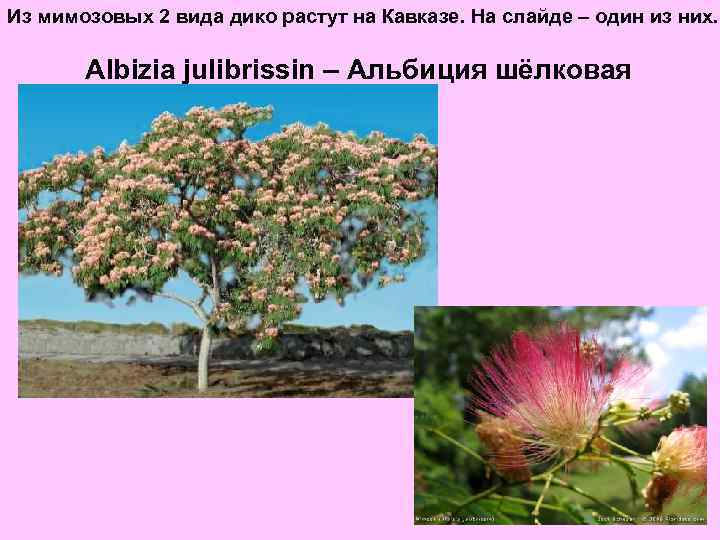 Из мимозовых 2 вида дико растут на Кавказе. На слайде – один из них.
