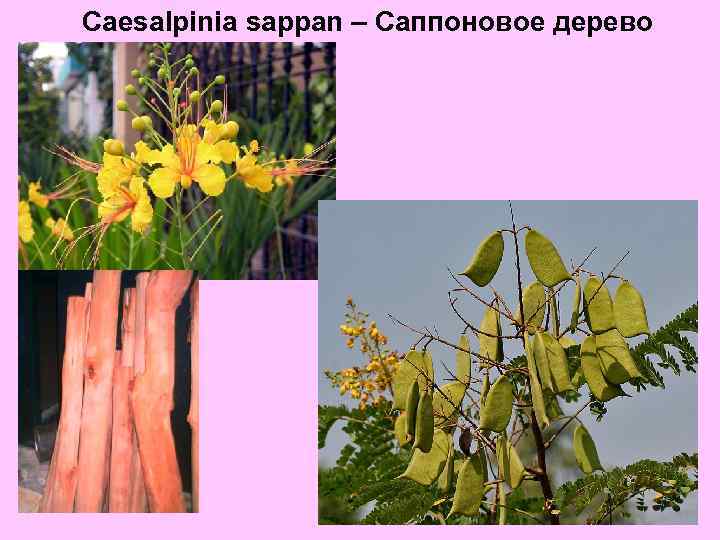 Caesalpinia sappan – Саппоновое дерево 