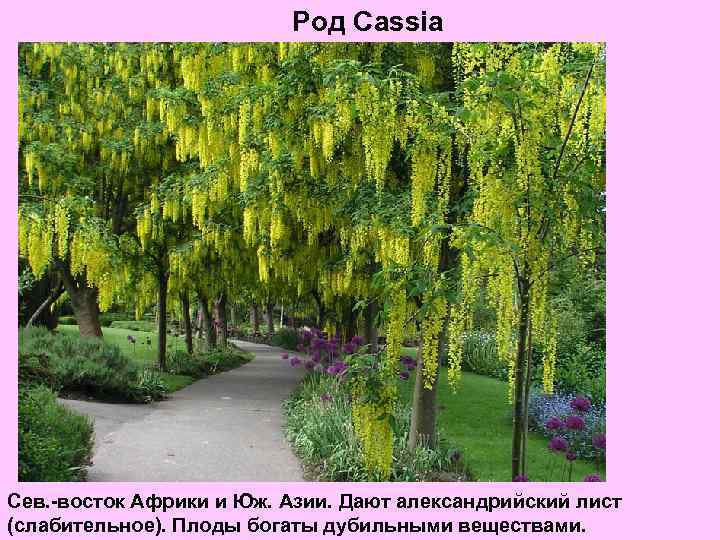 Род Cassia Сев. -восток Африки и Юж. Азии. Дают александрийский лист (слабительное). Плоды богаты
