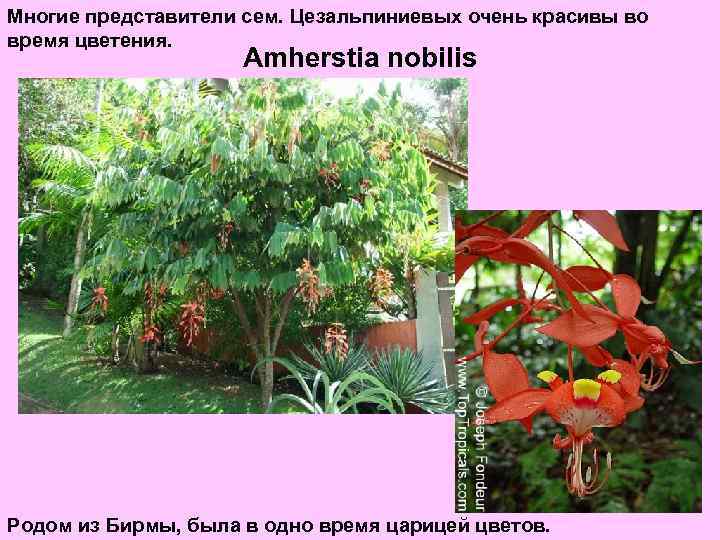 Многие представители сем. Цезальпиниевых очень красивы во время цветения. Amherstia nobilis Родом из Бирмы,