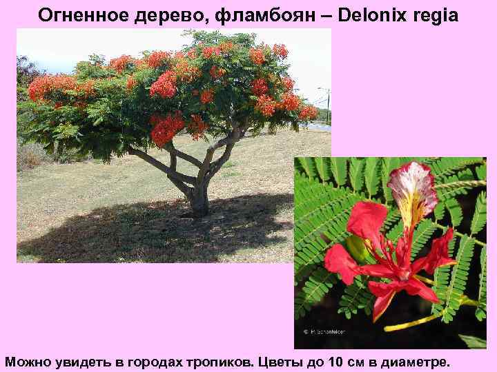 Огненное дерево, фламбоян – Delonix regia Можно увидеть в городах тропиков. Цветы до 10