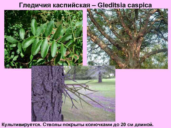 Гледичия каспийская – Gleditsia caspica Культивируется. Стволы покрыты колючками до 20 см длиной. 