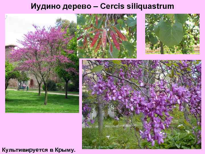 Иудино дерево – Cercis siliquastrum Культивируется в Крыму. 