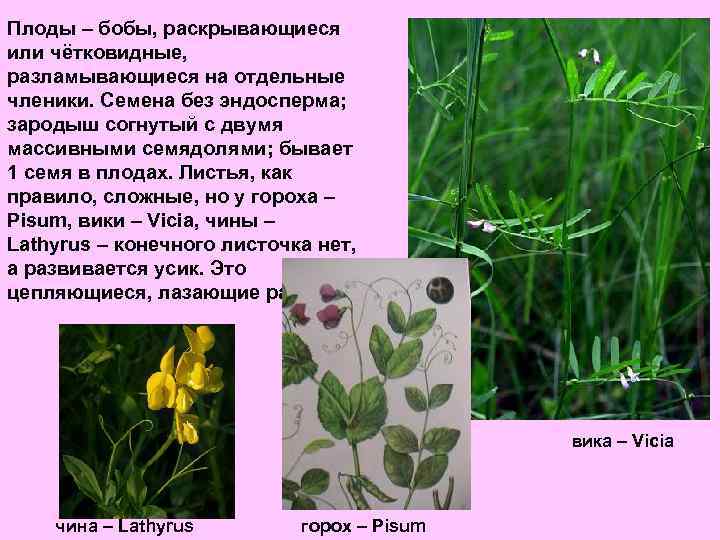 Плоды – бобы, раскрывающиеся или чётковидные, разламывающиеся на отдельные членики. Семена без эндосперма; зародыш