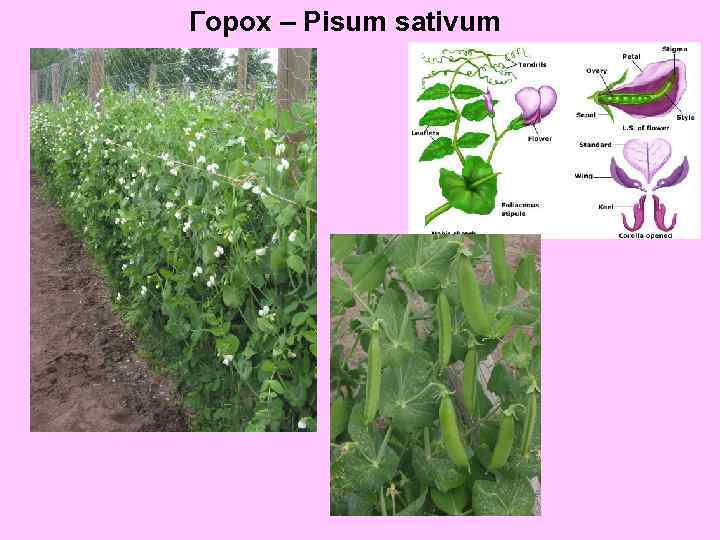 Горох – Pisum sativum 