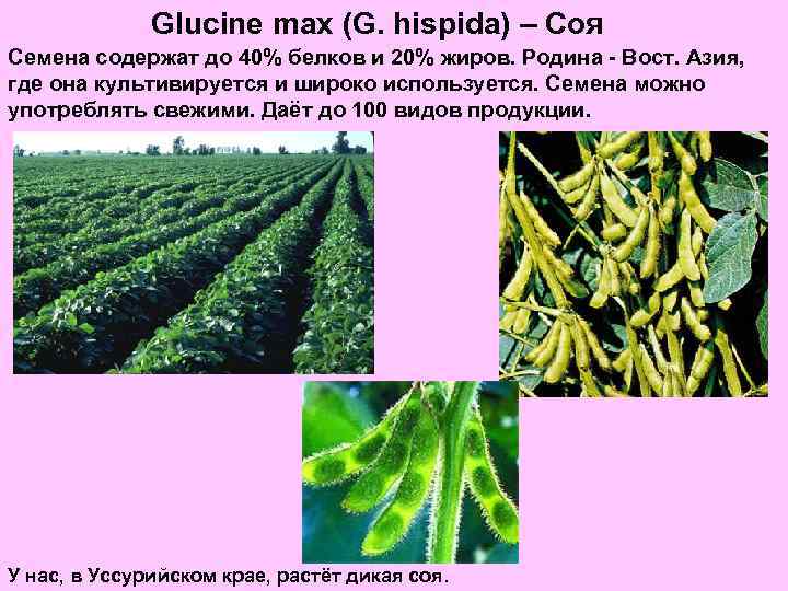 Glucine max (G. hispida) – Соя Семена содержат до 40% белков и 20% жиров.