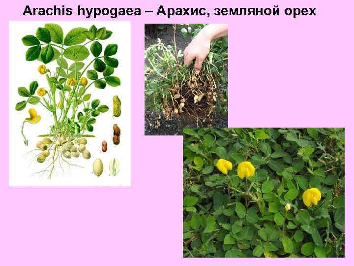 Arachis hypogaea – Арахис, земляной орех 