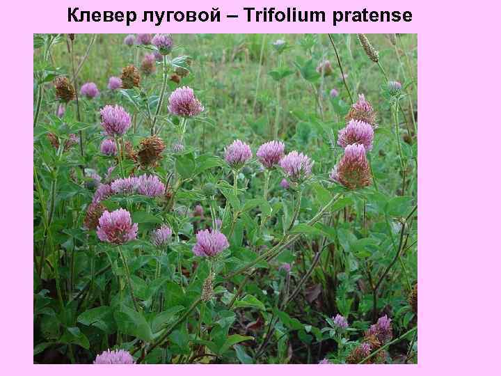 Клевер луговой – Trifolium pratense 